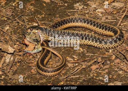 Un orientale Garter Snake mangiare grigio di una raganella Foto Stock