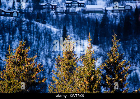 Alberi di pino che cresce in Hemsedal, Norvegia. La foto viene scattata immediatamente dopo il sunrise dove la luce n alberi è grande. Foto Stock