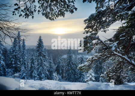 Vista invernale della foresta nel nord della Finlandia Foto Stock