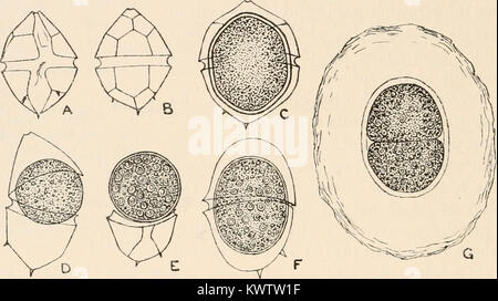 "Alghe. Vol. I. Myxophyceae, Peridinieae, Bacillarieae, Chlorophyceae, insieme con un breve riassunto del verificarsi e della distribuzione di freshwat4er alghe" (1916) Foto Stock