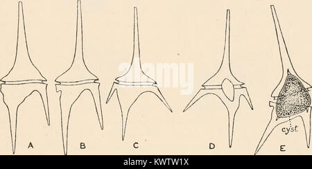 "Alghe. Vol. I. Myxophyceae, Peridinieae, Bacillarieae, Chlorophyceae, insieme con un breve riassunto del verificarsi e della distribuzione di freshwat4er alghe" (1916) Foto Stock