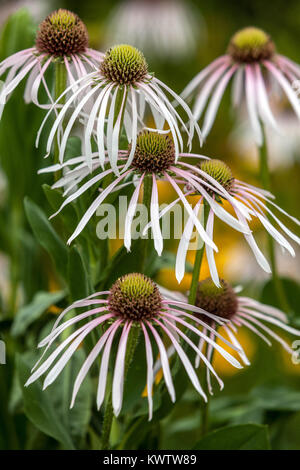 Echinacea pallida "ballerina di hula' Coneflower Foto Stock