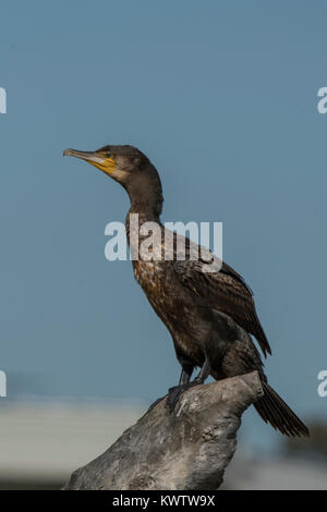 Cormorano Phalacrocorax carbo sinensis, Phalocrocorax carbo a Doreen, Victoria, Australia Foto Stock