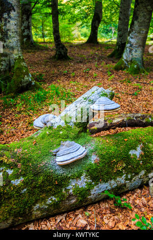 Tinder fungo (Fomes fomentarius) in legno di faggio. Foto Stock