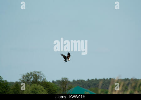 Osprey caccia oltre Rietzer vedere (Lago Rietz), una riserva naturale vicino alla città di Brandeburgo nella Germania nord-orientale Foto Stock