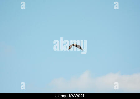 Osprey caccia oltre Rietzer vedere (Lago Rietz), una riserva naturale vicino alla città di Brandeburgo nella Germania nord-orientale Foto Stock