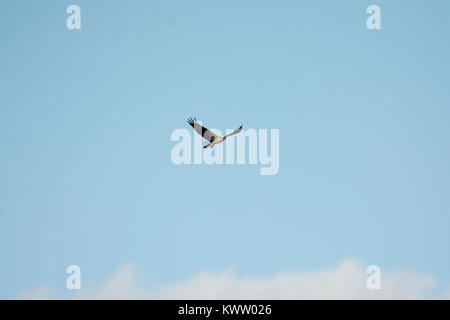 Osprey caccia oltre Rietzer vedere (Lago Rietz), una riserva naturale vicino alla città di Brandeburgo nella Germania nord-orientale Foto Stock