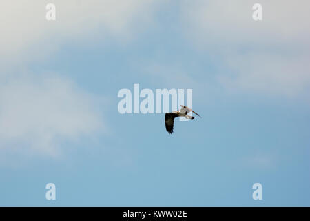 Osprey caccia oltre Rietzer vedere (Lago Rietz), una riserva naturale vicino alla città di Brandeburgo nella Germania nord-orientale Foto Stock