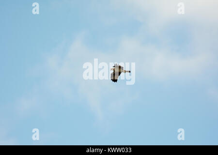 Osprey caccia oltre Rietzer vedere (Lago Rietz), una riserva naturale vicino alla città di Brandeburgo nella Germania nord-orientale Foto Stock