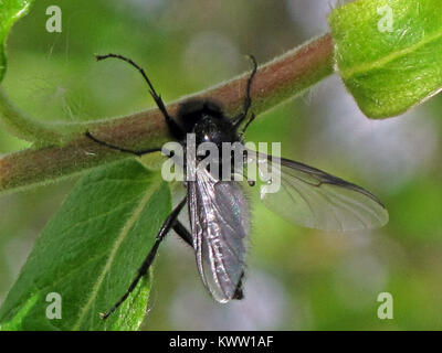 Fotografia di un maschio Bibio Marci della famiglia Bibionidae, raccolta a Elst, Gelderland, Paesi Bassi, che mostra le caratteristiche morfologiche dettagliate dell'insetto. Foto Stock