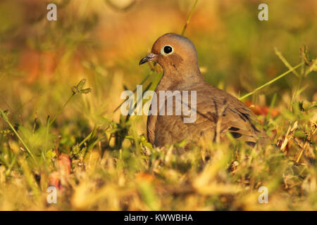 Un lutto colomba di riposo in erba profonda. Foto Stock