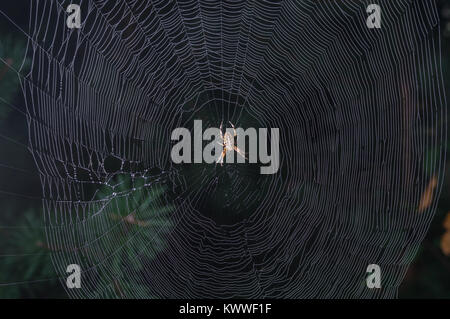 Immagine di Araneus - orb-tessitura spider seduto al centro del suo web nella foresta scura Foto Stock