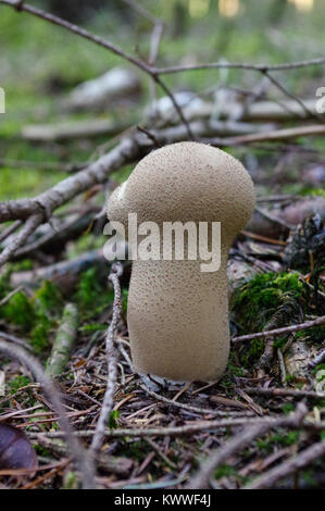 Lycoperdon marginatum funghicoltura in foresta terreno. Noto come il peeling puffball. Foto Stock