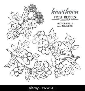 Biancospino rami vettore impostato su sfondo bianco Illustrazione Vettoriale