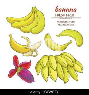 Banana vettore frutti impostato su sfondo bianco Illustrazione Vettoriale