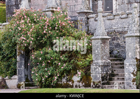 Lanhydrock, Bodmin, Cornwall, Regno Unito. Rose rampicanti arrampicarsi su una parete in giardini Foto Stock