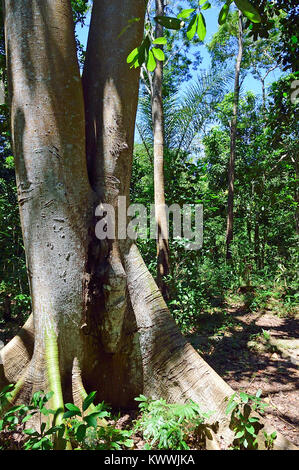 Foresta di pioggia a riserva di Lokobe, Nosy Be, Madagascar Foto Stock