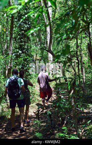 Foresta di pioggia a riserva di Lokobe, Nosy Be, Madagascar Foto Stock