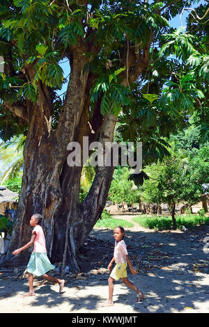 Foresta di pioggia a riserva di Lokobe, Nosy Be, Madagascar Foto Stock