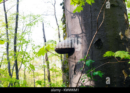 Polypores fungo cresce su albero nella foresta verde Foto Stock