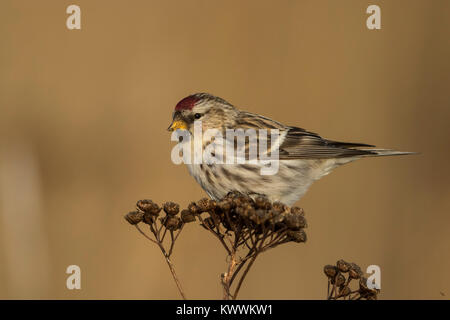 Redpoll (Acanthis flammea) alimentazione di sementi da Tansy (Tanacetum vulgare) Foto Stock