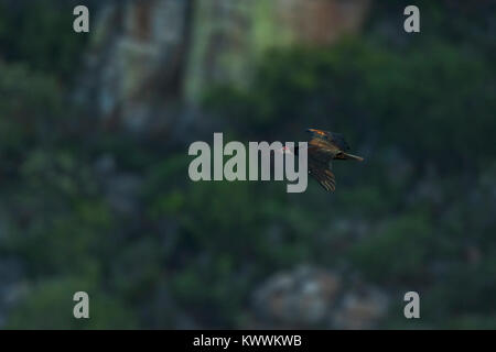 Southern calvo Ibis (Geronticus calvus) adulto in volo Foto Stock