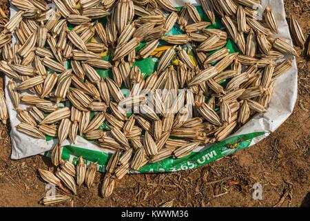 L'Okra o Okro frutti dai campi di agricoltore Gedeone Agbodzi, Ghana, Volta Regione, Anloga Foto Stock