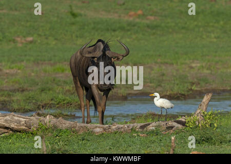 Intermediate Egret (Egretta intermedia) e Blue Wildebeest (Connochaetes taurinus ssp. Taurinus), Wildebeests, Foto Stock