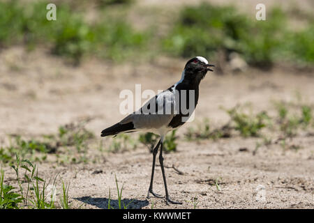 Fabbro Pavoncella (Vanellus armatus) chiamando Foto Stock