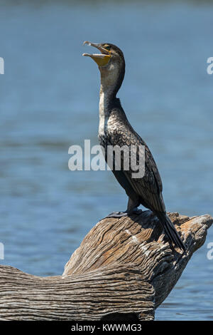 Bianco-breasted cormorano (Phalacrocorax lucidus) appollaiate su un ramo Foto Stock