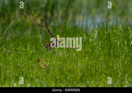 Village Weaver (Ploceus cucullatus spilonotus), di balneazione Foto Stock