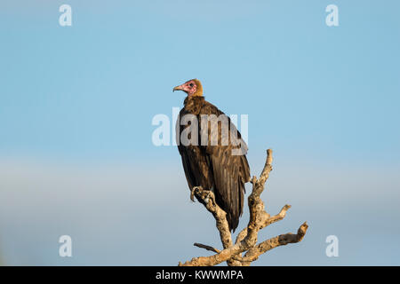 Hooded Vulture (Necrosyrtes monachus) appollaiato su un ramo Foto Stock