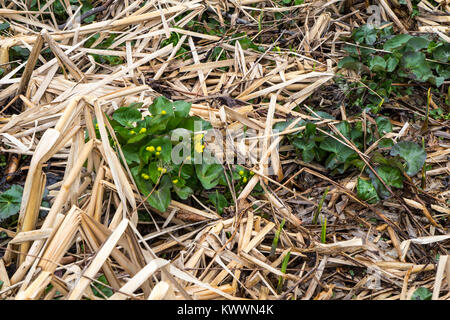 Raro Wild Marsh Marigold. Wild Marsh Calendula è un pericolo di fiori selvaggi commestibile che cresce nelle zone umide e paludi dell'emisfero settentrionale. Foto Stock