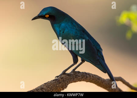 Maggiore Blu-eared Glossy-Starling, maggiore Blu-eared Starling, (Lamprotornis chalybaeus ssp. nordmanni), Sturnidae Foto Stock