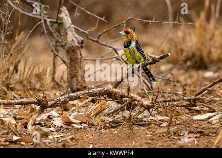 Crested Barbet (Trachyphonus vaillantii) appollaiato su un ramoscello Foto Stock