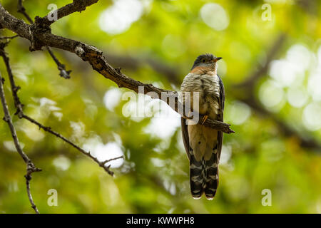 Rosso-chested cuculo (Cuculus solitarius), Foto Stock