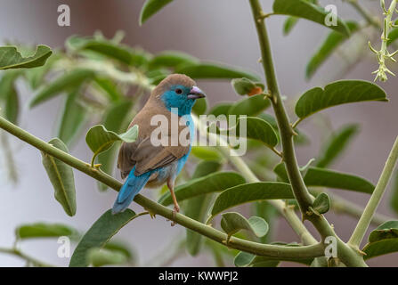 Blue Waxbill (Uraeginthus angolensis ssp. niassensis) maschio, Estrildidae Foto Stock