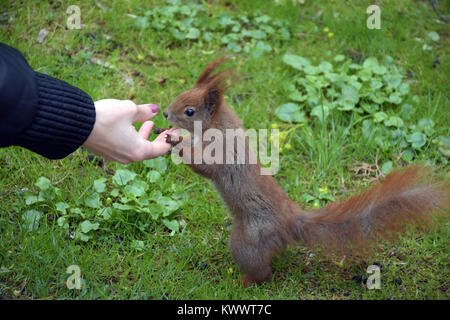 Donna mano cattura uno scoiattolo nel Parco Lazienki a Varsavia, Polonia Foto Stock