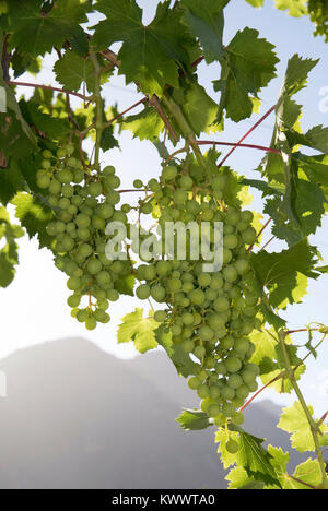 Riebeek West Western Cape in Sud Africa. Dicembre 2017. White uve maturano su un vitigno di overhead Foto Stock