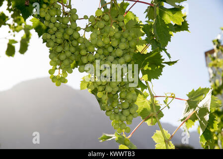 Riebeek West Western Cape in Sud Africa. Dicembre 2017. White uve maturano su un vitigno di overhead Foto Stock