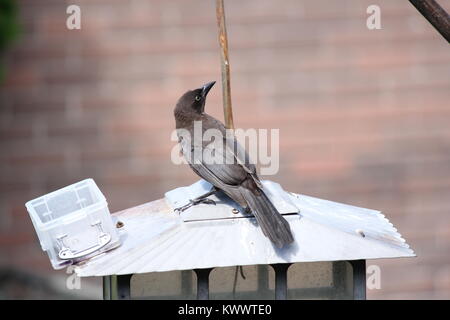 Il comune quiscula Grackle-Quiscalus, sulla sommità di un uccello alimentatore. Foto Stock