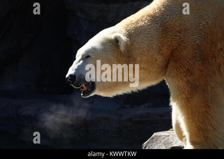 Orso polare allo Zoo di Cincinnati captive panatura Foto Stock