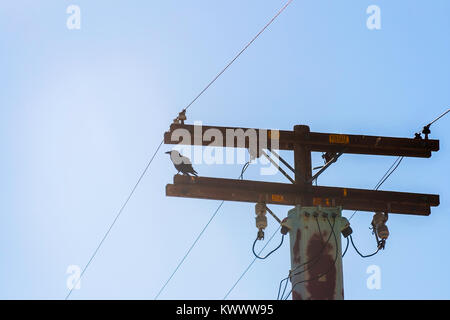 Silhouette di un corvo in piedi su un alta tensione traliccio in legno, a sud-ovest degli Stati Uniti. Foto Stock