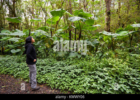 Fotografo Outdoor Zizza Gordon dentro La Amistad national park, Chiriqui provincia, Repubblica di Panama. Foto Stock