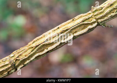 Feld-Ahorn, Feldahorn, Ahorn, Korkleiste, Korkleisten un Zweig, Acer campestre, acero campestre, Hedge Maple, Erable champêtre Foto Stock