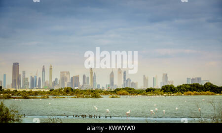 Fenicotteri rosa sulle sponde di un lago in Ras Al Khor Wildlife Sanctuary con downtown skyline di Dubai nel contesto Foto Stock