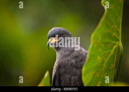 Snail Kite, Rostrhamus sociabilis, accanto al Lago di Gatun, parco nazionale di Soberania, Repubblica di Panama. Foto Stock