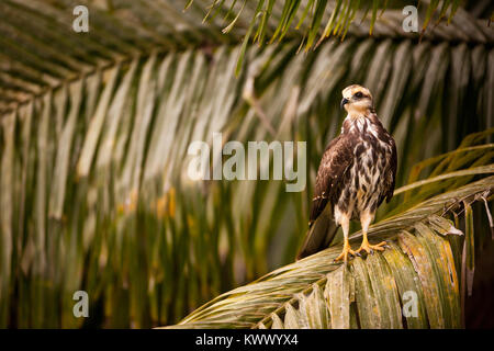 Lumaca immaturi Kite, sci.name; Rostrhamus sociabilis, accanto al Lago Gatun, parco nazionale di Soberania, Repubblica di Panama. Foto Stock