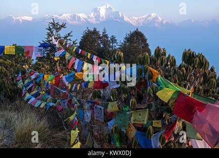 Preghiera flutter flags su 12.04.2017 a sunrise prima della catena Hannapurna panorama di montagna in Poon collina vicino Ghorepani / Nepal nell'Annapurna Conservation Area. | Utilizzo di tutto il mondo Foto Stock
