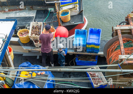 Il padre e il suo giovane figlio attraverso la cernita del pescato, che include i granchi e pesci, alla fine della giornata a Whitstable, Kent, Regno Unito. Foto Stock